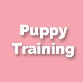 Puppy Training
